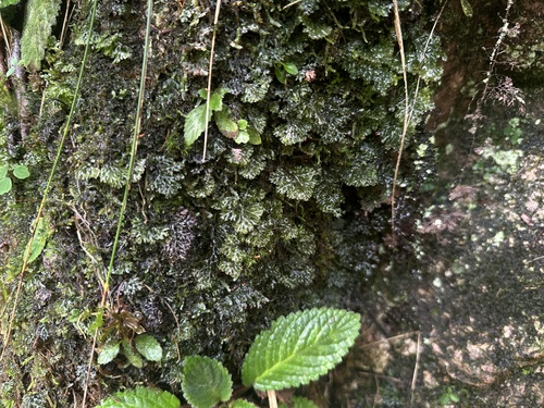 Hymenophyllum denticulatum observed 2026-06-28