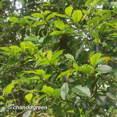 Magnolia figo