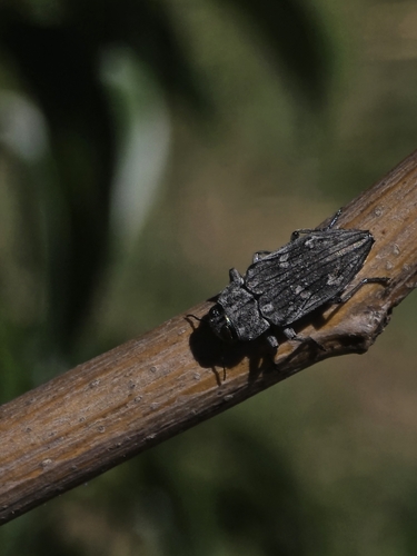 Merkel Buprestid