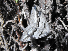 Digrammia imparilata