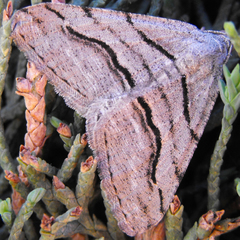 Digrammia imparilata