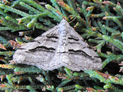 Digrammia imparilata