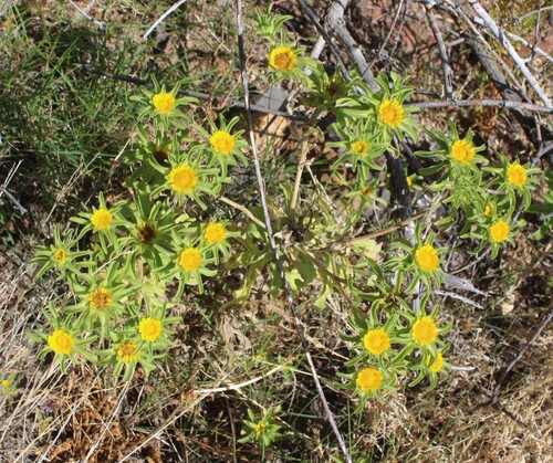 Asteriscus aquaticus, photograph 1