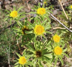 Asteriscus aquaticus