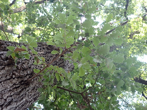 downy oak