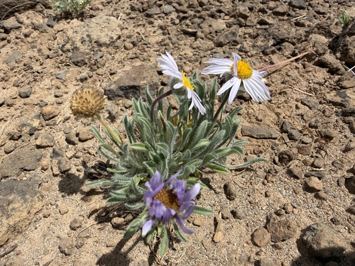 Erigeron poliospermus, photograph 3