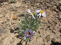 Erigeron poliospermus, photograph (c) James H. Thomas, some rights reserved (CC BY)