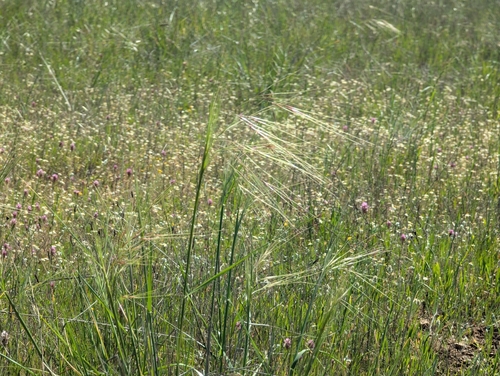 Nassella pulchra, photograph 2