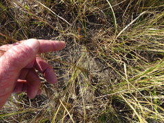 Moraea stricta, photograph (c) Shaun Swanepoel, some rights reserved (CC BY)