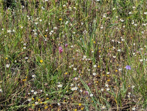 Leptosiphon parviflorus, photograph 4