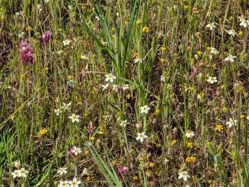 Leptosiphon parviflorus, photograph 5