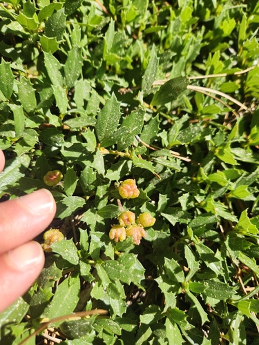 iNaturalist observation photo of Mahala mat
