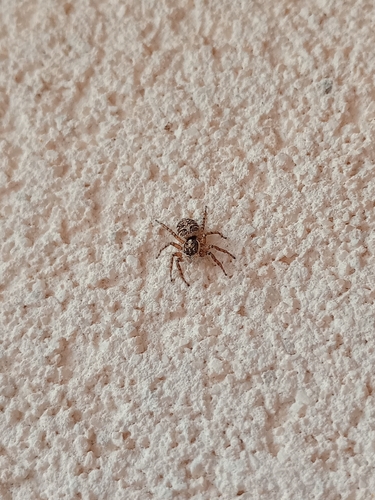 Half-edged Wall Jumping Spider