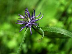 Phyteuma scheuchzeri