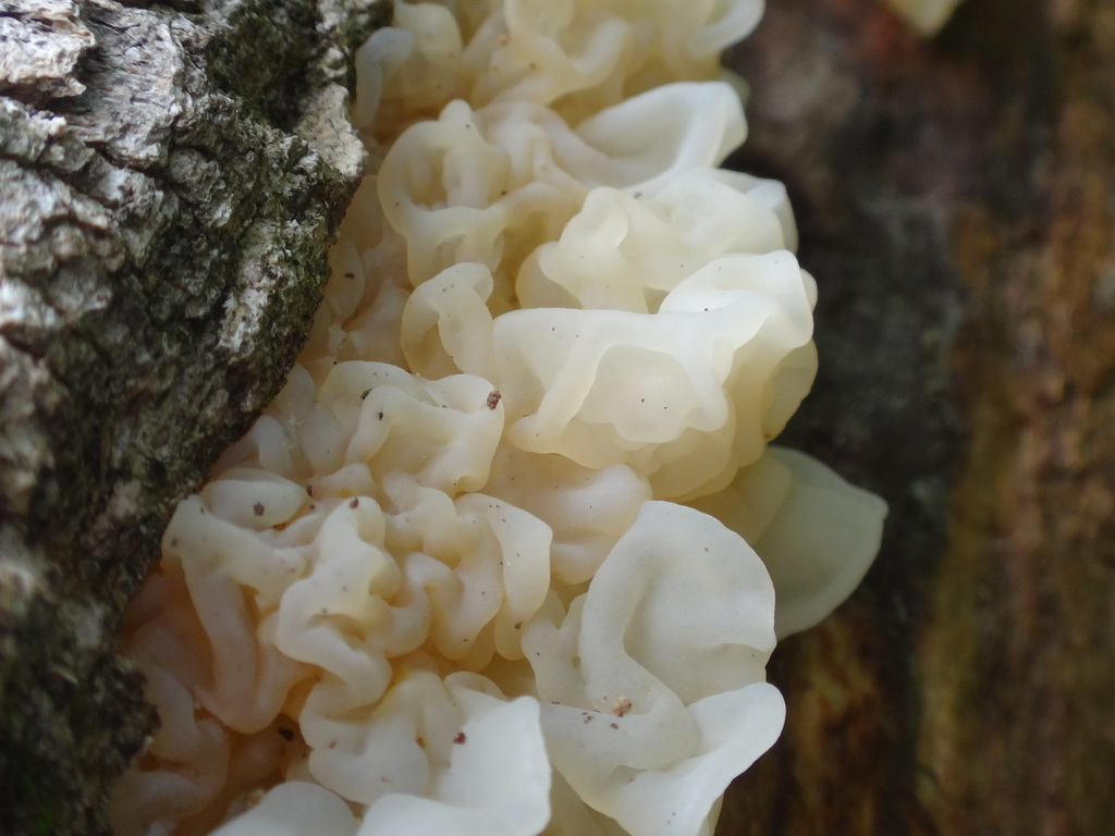 white jelly fungus · June 2026 · photo: Photo: (c) Alie / C.A. Kratzer, some rights reserved (CC BY-SA) · iNaturalist