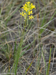 Erysimum inconspicuum, photograph author not stated, no rights reserved