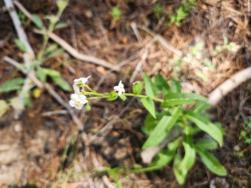 iNaturalist observation photo of California stickseed