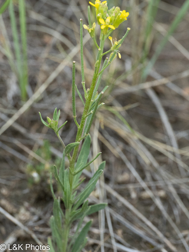 Erysimum inconspicuum, photograph 3