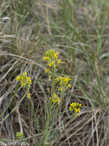 Erysimum inconspicuum