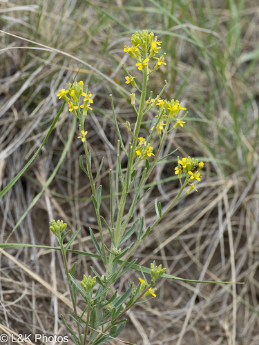 Erysimum inconspicuum, photograph 2
