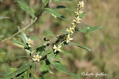 Baccharis microdonta