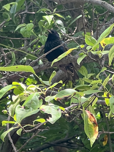 European Starling