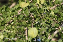 Gonopterodendron sarmientoi