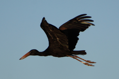 iNaturalist image