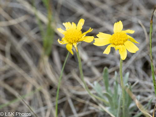 Tetraneuris acaulis, photograph 6