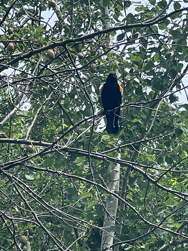 Red-winged Blackbird