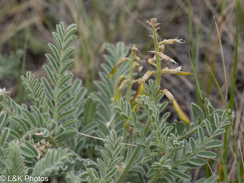 Astragalus drummondii, photograph 3