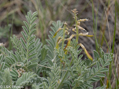 author not stated, no rights reserved Astragalus drummondii, photograph author not stated, no rights reserved