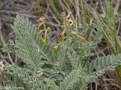 author not stated, no rights reserved Astragalus drummondii, photograph author not stated, no rights reserved