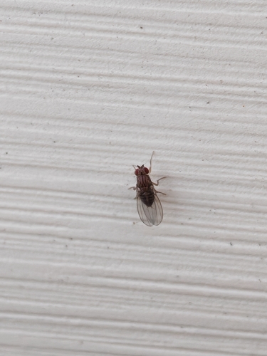 Drosophila busckii observed 2026-06-26