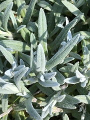 Stachys byzantina