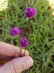 Polygala longicaulis