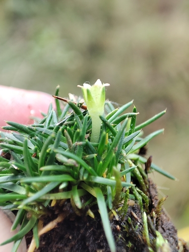 Colobanthus quitensis observed 2026-06-28