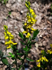 Genista germanica