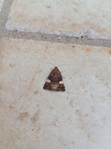 Four-spotted Moth