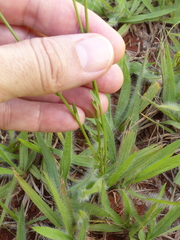 Polygala longicaulis