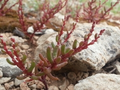 Sedum microcarpum