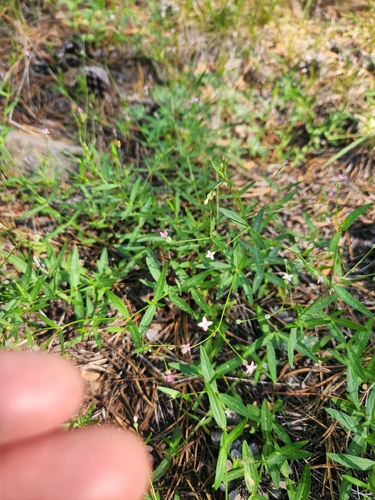 iNaturalist observation photo of Kelloggia