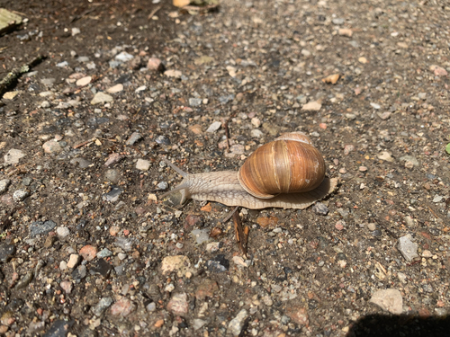 Roman Snail