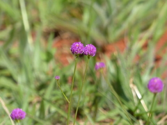Polygala longicaulis