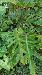 Thaumatophyllum xanadu