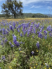 Lupinus nootkatensis