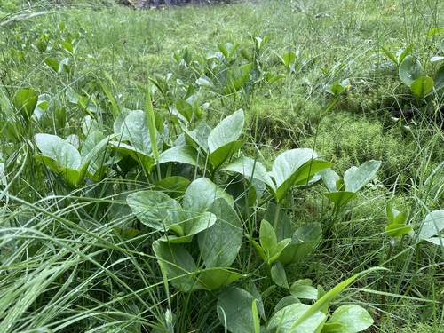Bogbean