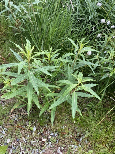 fireweed