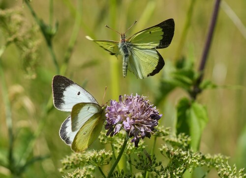 Moorland Clouded Yellow