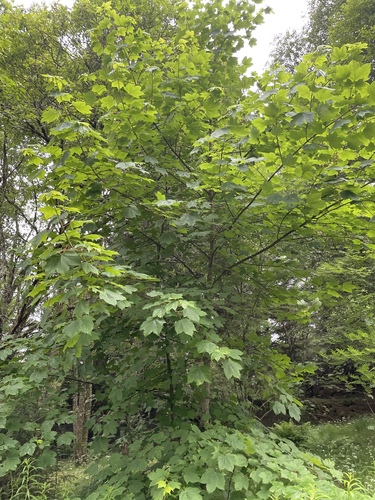 sycamore maple